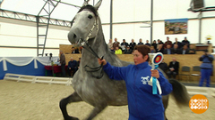 Абрикос и другие рысаки. Доброе утро. Фрагмент выпуска от 15.10.2018