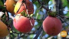 Хурма поспела! И киви тоже. Доброе утро. Фрагмент выпуска от 01.11.2018