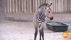 В мире. Юная зебра. Доброе утро. Фрагмент выпуска от 12.11.2018