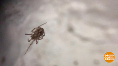 Где зимует паучок Костя? Доброе утро. Фрагмент выпуска от 12.02.2019