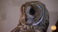 Проснуться с первыми… совами! Доброе утро, Фрагмент выпуска от 19.02.2019