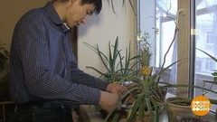 Ананас на подоконнике. Доброе утро. Фрагмент выпуска от 21.02.2019