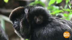 В мире. Возвращение обезьянки. Доброе утро. Фрагмент выпуска от 26.02.2019