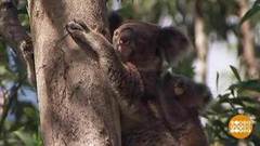 В мире. Стало меньше коал. Доброе утро. Фрагмент выпуска от 01.03.2019