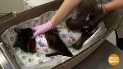 Не волнуйся, кошечка! Доброе утро. Фрагмент выпуска 18.04.2019