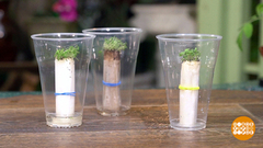 Рассада без земли. Доброе утро. Фрагмент выпуска от 22.04.2019