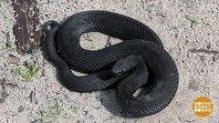 Осторожно, змеи! Доброе утро. Фрагмент выпуска от 13.06.2019