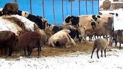 Приезжайте работать в село! Доброе утро. Фрагмент выпуска от 02.12.2015