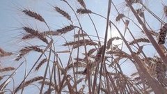 Хлеб: урожай и цены. Доброе утро. Фрагмент выпуска от 14.09.2015