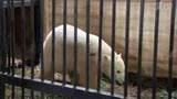 В Ленинградском зоопарке осваивается новый питомец — годовалая белая медведица