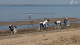 В Санкт-Петербурге сотни волонтеров приняли участие в акции «Чистый берег»