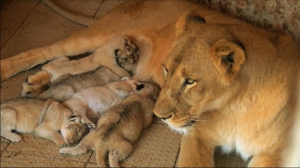 Рождает детенышей и выкармливает их молоком. Кормление львят. Львица кормит львят. Кормящая львица. Львица с 5 львятами.
