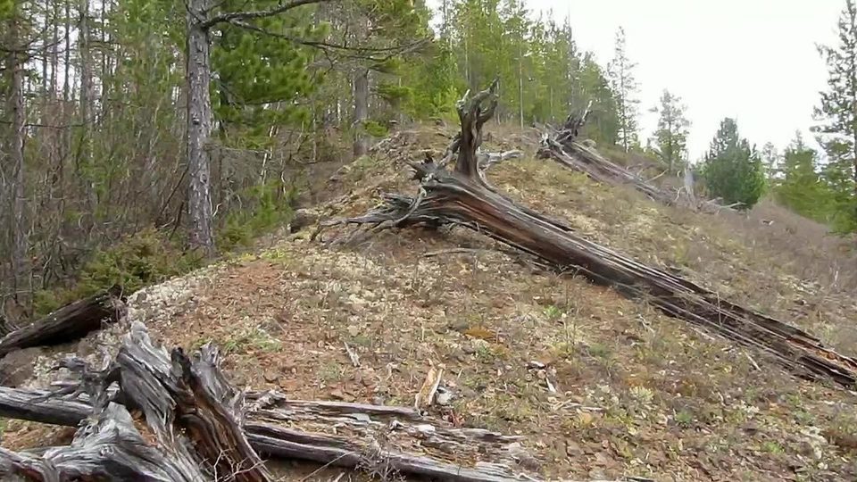 Загадка Тунгусского метеорита - ЕлицыМедиа