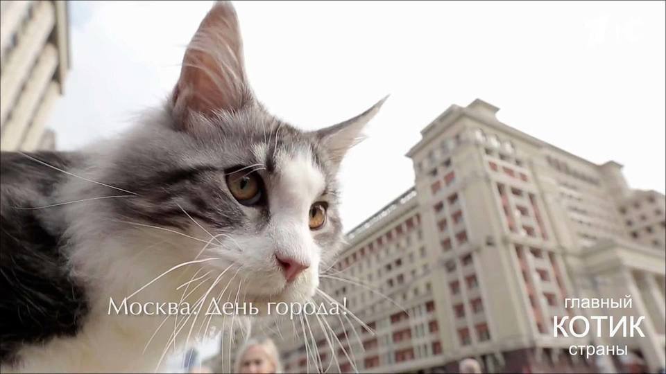 Коты поздравляют москвичей с Днем города. Главный котик страны. Фрагмент выпуска от 10.09.2017