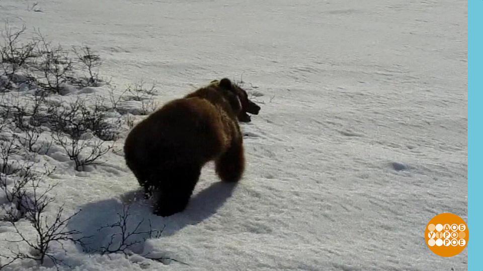 Bear 2017. Защитники 2017 медведь. Медведь нападает в полный рост. Луне нападает медведя декабрист дьецкая картина.. Видео Миньоны медведь атакует Россия Украина смотреть.