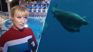 «Девочки-дельфины просто красотки», — Светлана Журова об участница шоу «Вместе с дельфинами»
