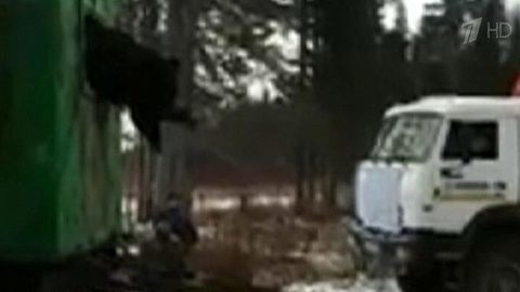 В Нижневартовске пришлось вызволять застрявшего в окне вагончика медведя-воришку. Хиты интернета