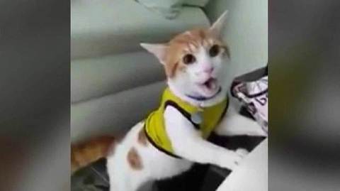 Кот-болельщик научился кричать «Гол!» Хиты интернета