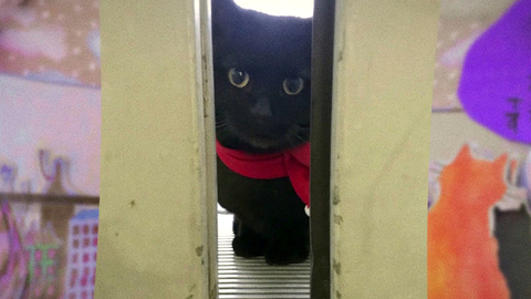 В Японии два кота третий год ведут войну с охранниками, пытаясь прорваться в музей. Хиты интернета