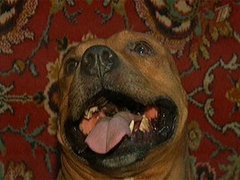 Опасная порода. Пусть говорят. Выпуск от 27.01.2011