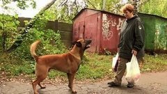 Если нападает дворняга. Доброе утро. Фрагмент выпуска от 21.09.2015