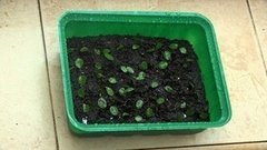 Сажаем садовую землянику. Доброе утро. Фрагмент выпуска от 28.03.2016