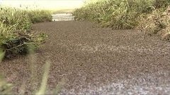 Саранча атакует. Доброе утро. Фрагмент выпуска от 14.05.2016