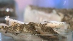 Шпик «По-домашнему». Контрольная закупка. Выпуск от 22.05.2013