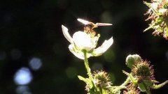 Опыляем ежевику. Доброе утро. Фрагмент выпуска от 21.06.2016