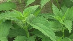 Крапивное заговение. Доброе утро. Фрагмент выпуска от 11.07.2016