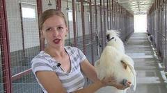 Куры разные нужны. Доброе утро. Фрагмент выпуска от 05.09.2016