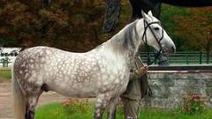 Канцлер, Политик и другие потомки Сметанки. Доброе утро. Фрагмент выпуска от 22.09.2016 