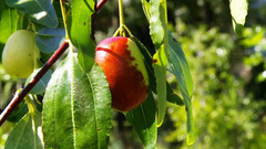 Ура, созрел зизифус! Доброе утро. Фрагмент выпуска от 05.10.2016 