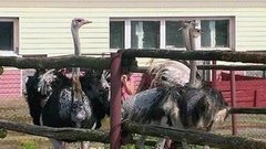 Животные: родительский инстинкт. Доброе утро. Фрагмент выпуска от 24.07.2015