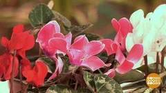 Хитрости ухода за цикламеном зимой. Доброе утро. Фрагмент выпуска от 13.12.2016