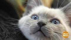 Без кота — никуда! Доброе утро. Фрагмент выпуска от 18.01.2017