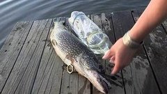 Ловим щуку на бутылку. Доброе утро. Фрагмент выпуска от 03.07.2015