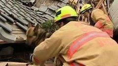 В мире. Псы-спасатели. Доброе утро. Фрагмент выпуска от 15.06.2015