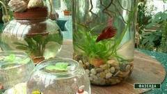 Аквариум в банке. Фазенда. Фрагмент выпуска от 19.03.2017