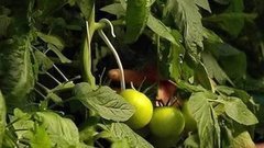 Аксессуары для огорода. Доброе утро. Фрагмент выпуска от 05.06.2015