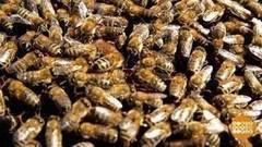 Как пчелы зимуют. Доброе утро. Фрагмент выпуска от 24.03.2017