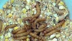 В мире. Печенье с насекомыми. Доброе утро. Фрагмент выпуска от 04.06.2015