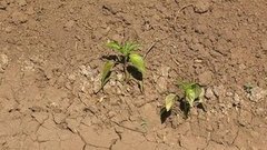 Засуха? Доброе утро. Фрагмент выпуска от 27.05.2015