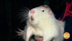 Гуси орут, нутрии мешают… Доброе утро. Фрагмент выпуска от 04.05.2017