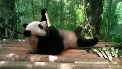 В мире. Панда. Доброе утро. Фрагмент выпуска от 14.05.2015