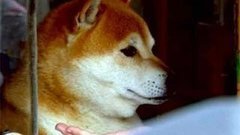 В мире. Популярный пес. Доброе утро. Фрагмент выпуска от 23.04.2015