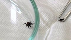 Клещи наступают. Доброе утро. Фрагмент выпуска от 22.04.2015