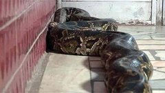 Как себя защитить. Питон на страже. Доброе утро. Фрагмент выпуска от 08.04.2015