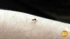 Летучие и кусачие. Доброе утро. Фрагмент выпуска от 20.07.2017