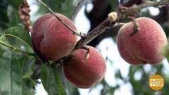 Персики пошли! Доброе утро. Фрагмент выпуска от 25.07.2017